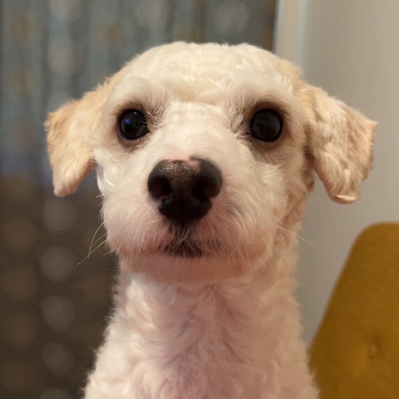 Meet your Posher, Kacie - Picture 1 of 1